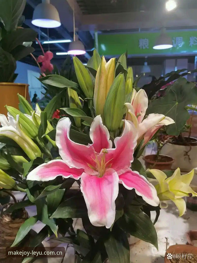 从戴维转会僵局看尤文图斯的精明算盘：一位乐鱼资深用户的交易观察心得